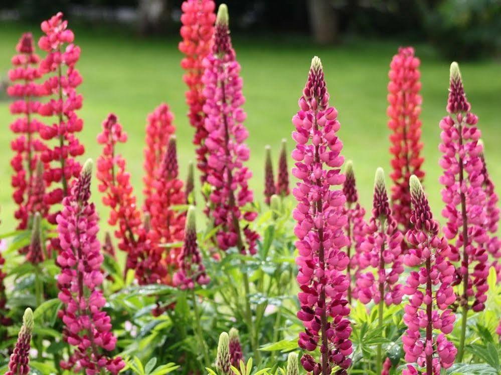 Ballinacourty House Bed & Breakfast Tipperary